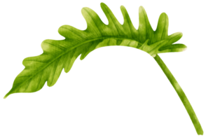 philodendron tropische blattaquarellillustration png