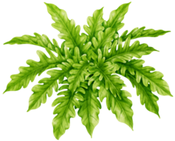 ilustración de acuarela de planta tropical de filodendro png