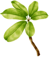 ilustração em aquarela de planta de árvore de guarda-chuva anão png
