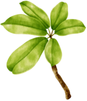 Dwarf umbrella tree plant watercolor illustration png