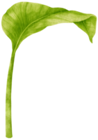 illustration aquarelle de feuilles tropicales de spathiphyllum png