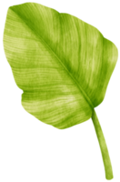 ilustração em aquarela de folha tropical spathiphyllum png