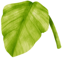 Spathiphyllum tropical leaf watercolor illustration png