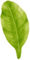 ilustração em aquarela de folha tropical spathiphyllum png