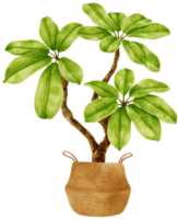 Dwarf umbrella tree plant watercolor illustration png