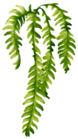 ilustração de aquarela de planta tropical cacto espinha de peixe png