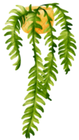 Fishbone cactus tropical plant watercolor illustration png