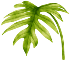 philodendron mayoi tropische blad aquarel png