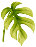 illustrazione dell'acquerello tropicale della foglia di ginny mini monstera png