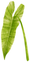 philodendron tropiska blad akvarell illustration png