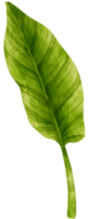 ilustración de acuarela de hoja tropical de filodendro png