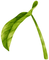 philodendron tropiska blad akvarell illustration png