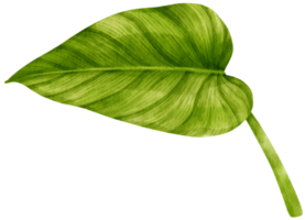 ilustração de aquarela de folha tropical filodendro png