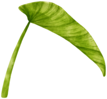 philodendron tropiska blad akvarell illustration png