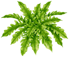 philodendron växt akvarell illustration png