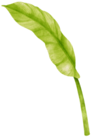 spathiphyllum tropiska blad akvarell illustration png