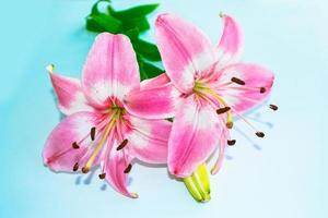 Bright colorful lily flowers. Floral background. photo