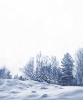 bosque de invierno congelado con árboles cubiertos de nieve. foto