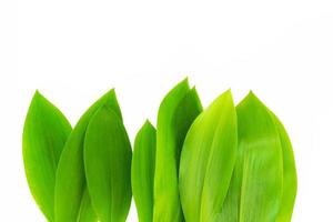 Floral leaves. Lily of the valley flower on white background photo