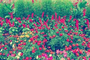 caléndulas de flores brillantes y coloridas. paisaje de otoño foto