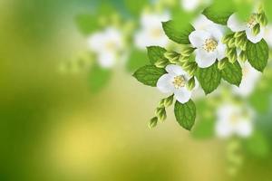 White jasmine The branch delicate spring flowers photo