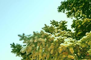 Frozen winter forest with snow covered trees. photo