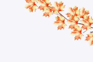 autumn leaves isolated on white background. photo