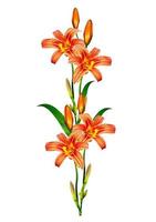 bouquet of lily flowers isolated on white background photo