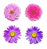 colorful bright flowers isolated on white background photo