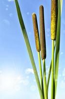 Photo. Reeds against a blue sky. photo