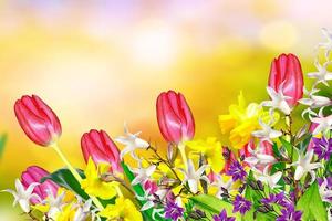 flores de primavera brillantes y coloridas narcisos y tulipanes foto