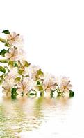 Flowering branch of apple isolated on a white background. Spring photo