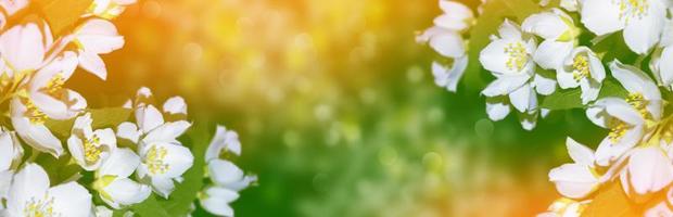 White jasmine The branch delicate spring flowers photo