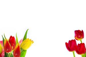 spring colorful flowers tulips. floral collection. photo