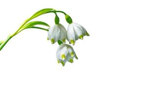 Spring flower snowdrop isolated on white background. photo