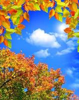 Autumn leaves against a blue sky with clouds photo