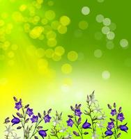 floral background of flowers bluebells photo