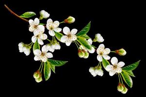 Flowering cherry. Spring flowering garden. photo