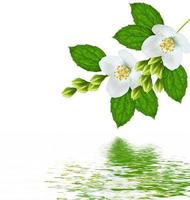 branch of jasmine flowers isolated on white background photo