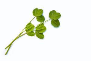 green clover leaves isolated on white background. photo