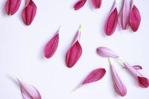 Natural floral background of petals of autumn flowers chrysanthemum. photo