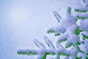 Frozen winter forest with snow covered trees. photo