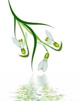 spring flowers snowdrops isolated on white background photo