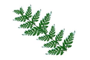 Green foliage of a branch of fern isolated on white background. photo