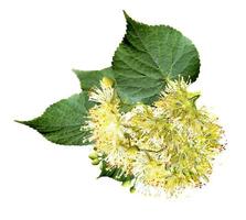 branch of linden flowers isolated on white background photo