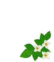 branch of jasmine flowers isolated on white background. spring photo