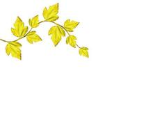 follaje aislado sobre fondo blanco. otoño de oro foto