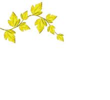 foliage isolated on white background. Golden autumn photo