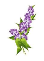 spring flowers  lilac isolated on white background photo