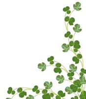 leaf clover on white background photo